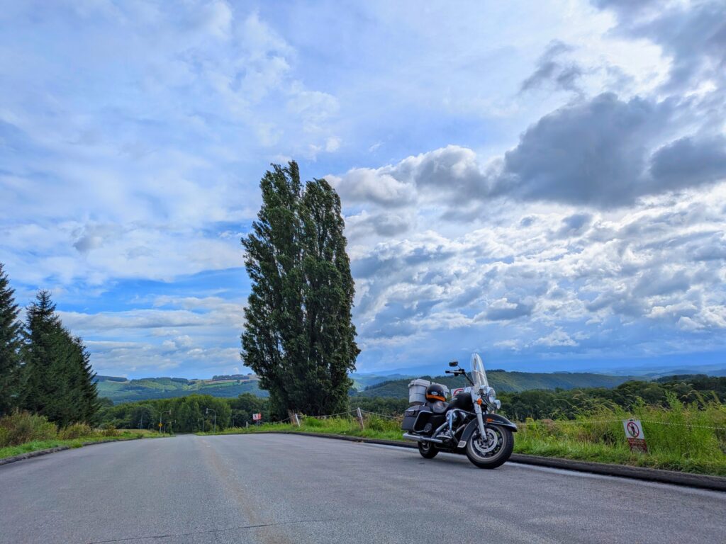 ケンとメリーの木